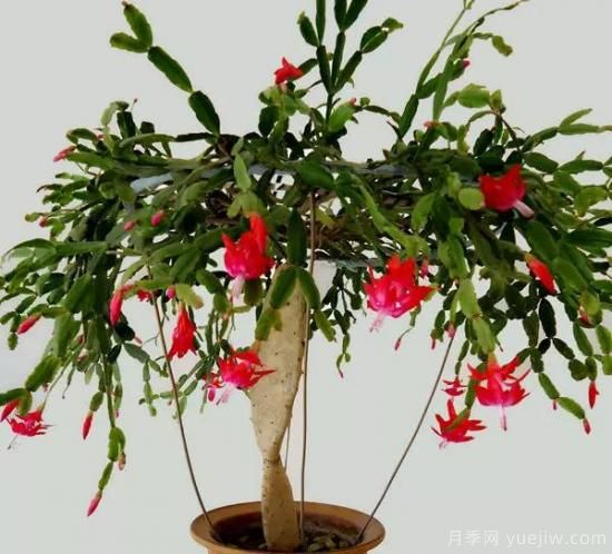 蟹爪蘭的嫁接方法，不會的都看看！(圖3)