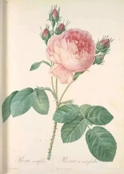 談?wù)勚袊录镜陌l(fā)展史，致敬中國的月季育種家前輩們！(圖3)