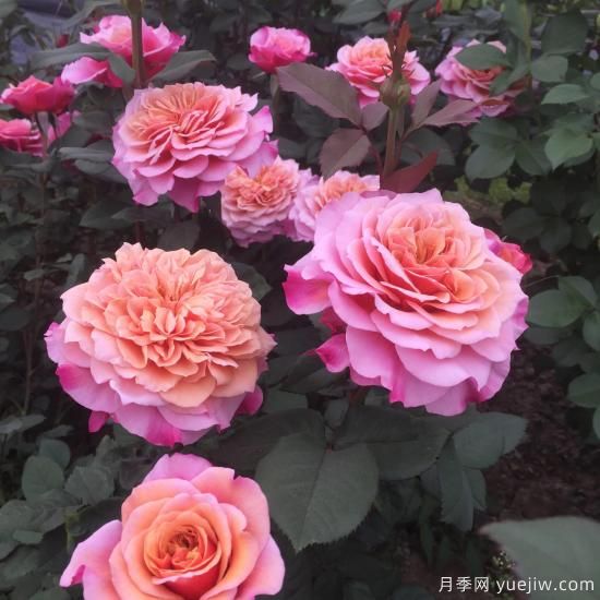 大花微月中的極品，鈴之妖精粉嫩可愛，太漂亮了(圖1)