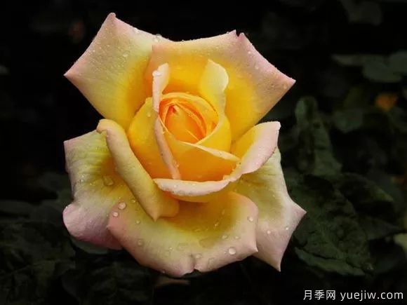 談?wù)勚袊录镜陌l(fā)展史，致敬中國的月季育種家前輩們！(圖6)