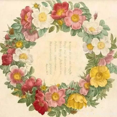 談?wù)勚袊录镜陌l(fā)展史，致敬中國的月季育種家前輩們！(圖8)