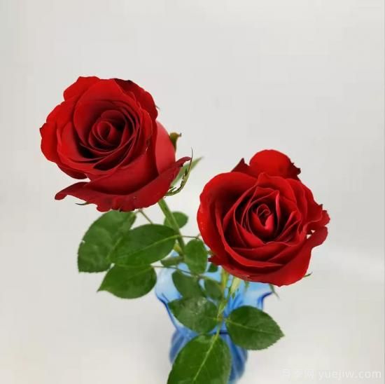 紅色切花月季經(jīng)典主流，推薦十種經(jīng)典常見的紅玫瑰(圖1)