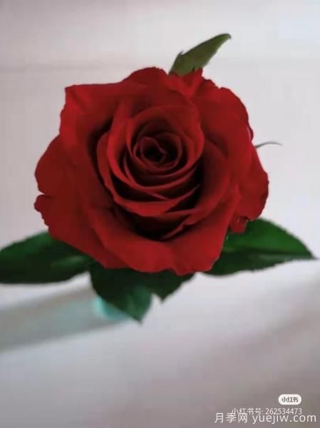 紅色切花月季經(jīng)典主流，推薦十種經(jīng)典常見的紅玫瑰(圖2)