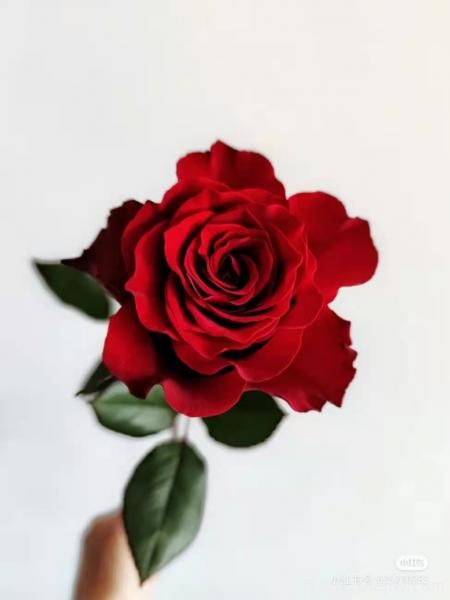 紅色切花月季經(jīng)典主流，推薦十種經(jīng)典常見的紅玫瑰(圖3)