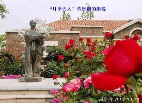談?wù)勚袊录镜陌l(fā)展史，致敬中國的月季育種家前輩們！(圖11)