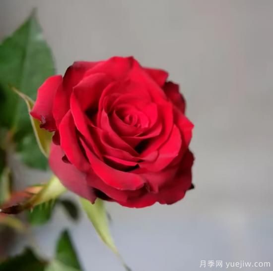 紅色切花月季經(jīng)典主流，推薦十種經(jīng)典常見的紅玫瑰(圖7)