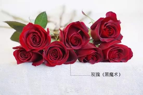 紅色切花月季經(jīng)典主流，推薦十種經(jīng)典常見的紅玫瑰(圖8)