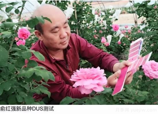談?wù)勚袊录镜陌l(fā)展史，致敬中國的月季育種家前輩們！(圖14)