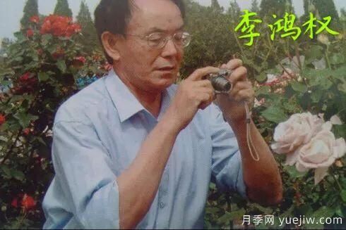 談?wù)勚袊录镜陌l(fā)展史，致敬中國的月季育種家前輩們！(圖17)