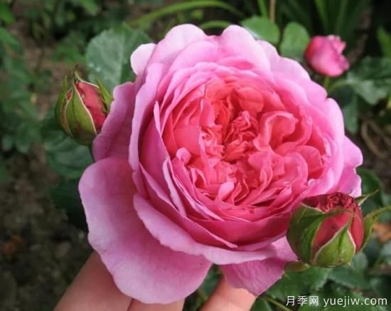 大花月季中的開花機(jī)器--肯特公主月季，花朵鮮艷多姿(圖1)