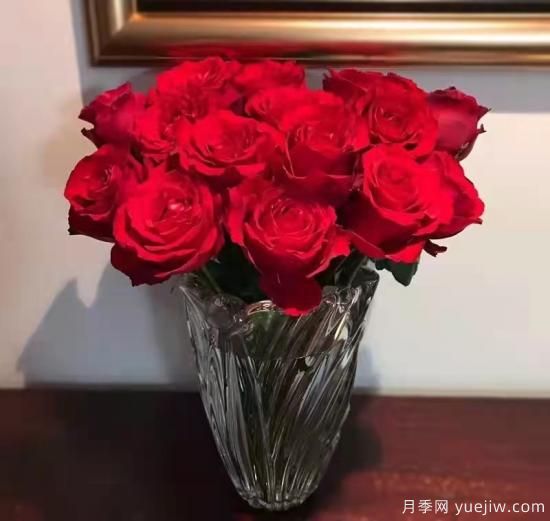紅色切花月季經(jīng)典主流，推薦十種經(jīng)典常見的紅玫瑰(圖10)