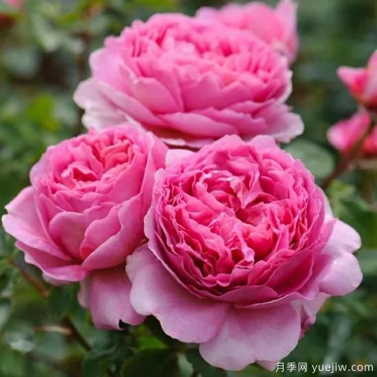 大花月季中的開花機(jī)器--肯特公主月季，花朵鮮艷多姿(圖3)