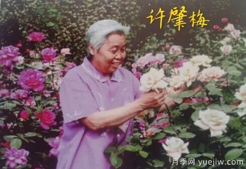 談?wù)勚袊录镜陌l(fā)展史，致敬中國的月季育種家前輩們！(圖20)