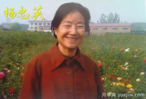 談?wù)勚袊录镜陌l(fā)展史，致敬中國的月季育種家前輩們！(圖22)