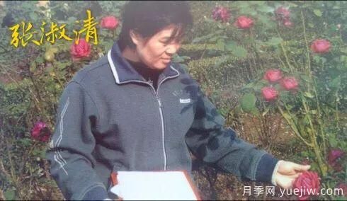 談?wù)勚袊录镜陌l(fā)展史，致敬中國的月季育種家前輩們！(圖23)
