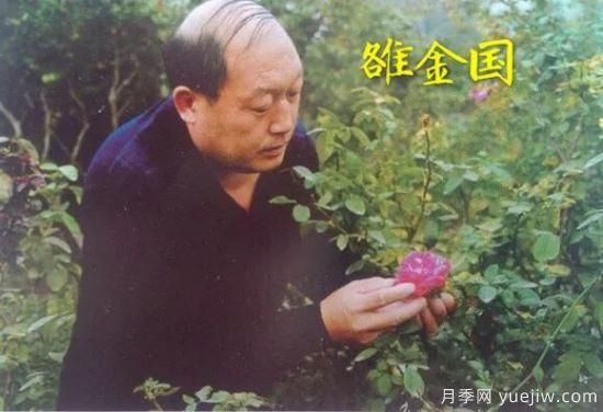 談?wù)勚袊录镜陌l(fā)展史，致敬中國的月季育種家前輩們！(圖26)