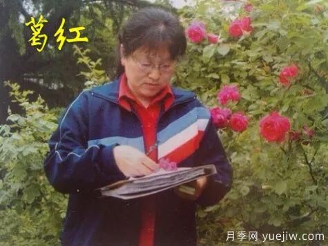 談?wù)勚袊录镜陌l(fā)展史，致敬中國的月季育種家前輩們！(圖27)