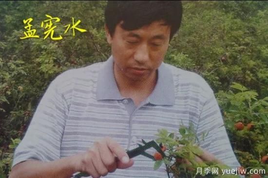 談?wù)勚袊录镜陌l(fā)展史，致敬中國的月季育種家前輩們！(圖30)