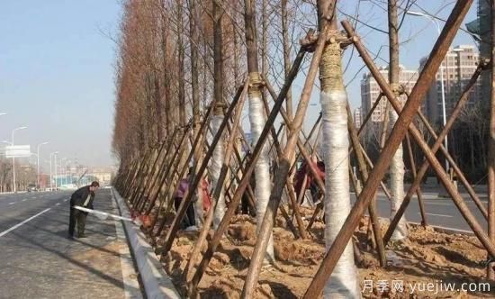 苗木移栽前都要纏草繩嗎？這里面有什么講究？(圖1)