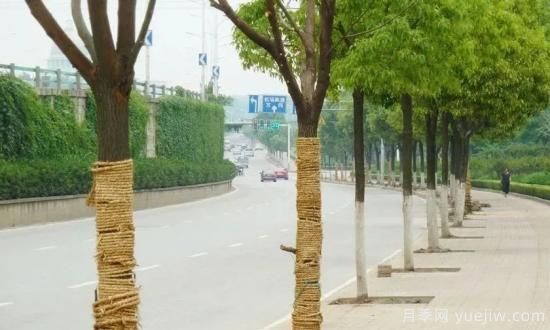 苗木移栽前都要纏草繩嗎？這里面有什么講究？(圖2)