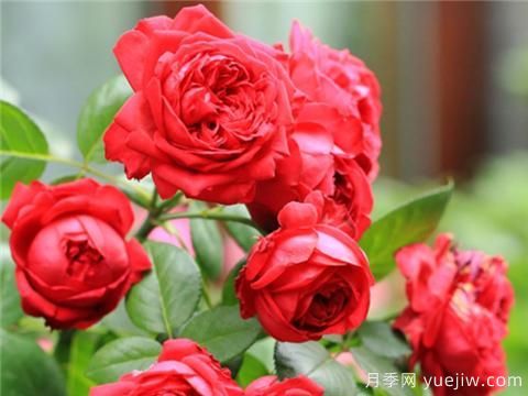 掌握月季花施肥技巧，讓月季花開不斷(圖1)