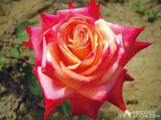 談?wù)勚袊录镜陌l(fā)展史，致敬中國的月季育種家前輩們！(圖38)