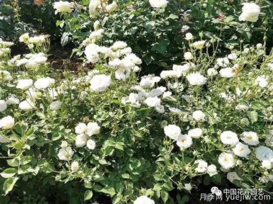談?wù)勚袊录镜陌l(fā)展史，致敬中國的月季育種家前輩們！(圖39)
