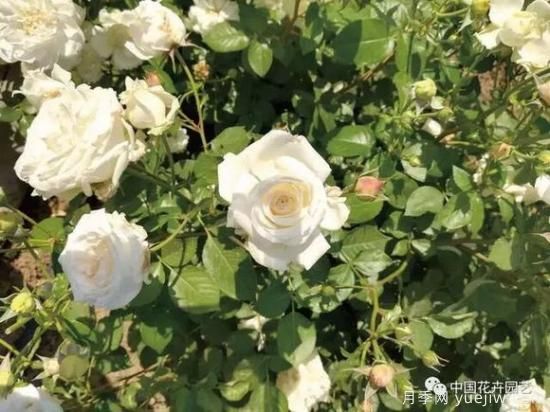 談?wù)勚袊录镜陌l(fā)展史，致敬中國的月季育種家前輩們！(圖40)