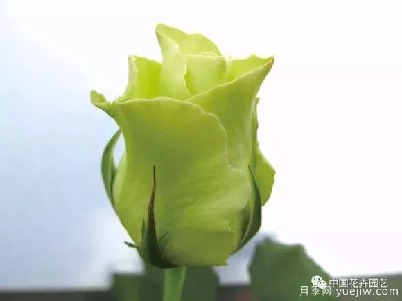 談?wù)勚袊录镜陌l(fā)展史，致敬中國的月季育種家前輩們！(圖43)
