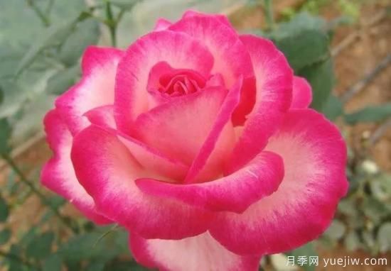談?wù)勚袊录镜陌l(fā)展史，致敬中國的月季育種家前輩們！(圖48)
