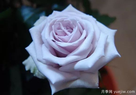 談?wù)勚袊录镜陌l(fā)展史，致敬中國的月季育種家前輩們！(圖50)