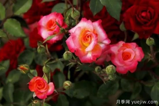 談?wù)勚袊录镜陌l(fā)展史，致敬中國的月季育種家前輩們！(圖52)
