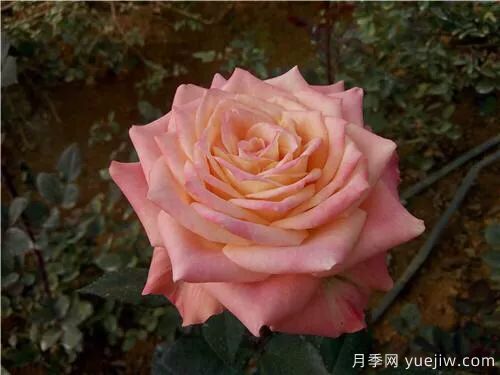 談?wù)勚袊录镜陌l(fā)展史，致敬中國的月季育種家前輩們！(圖53)