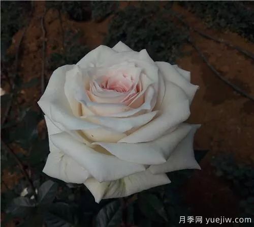 談?wù)勚袊录镜陌l(fā)展史，致敬中國的月季育種家前輩們！(圖54)