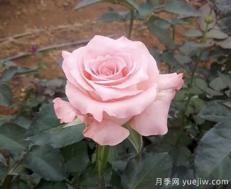 談?wù)勚袊录镜陌l(fā)展史，致敬中國的月季育種家前輩們！(圖55)