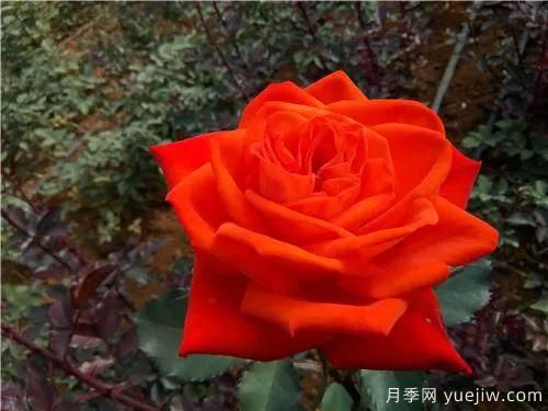 談?wù)勚袊录镜陌l(fā)展史，致敬中國的月季育種家前輩們！(圖56)