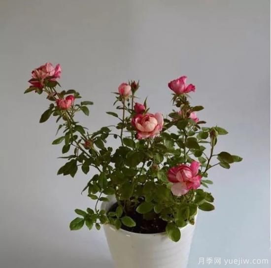 談?wù)勚袊录镜陌l(fā)展史，致敬中國的月季育種家前輩們！(圖58)