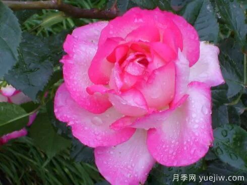談?wù)勚袊录镜陌l(fā)展史，致敬中國的月季育種家前輩們！(圖59)
