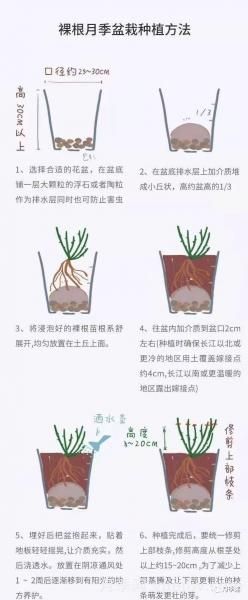 入手月季裸根苗正當(dāng)時(shí)，冬季栽種掌握4個(gè)關(guān)鍵點(diǎn)(圖4)