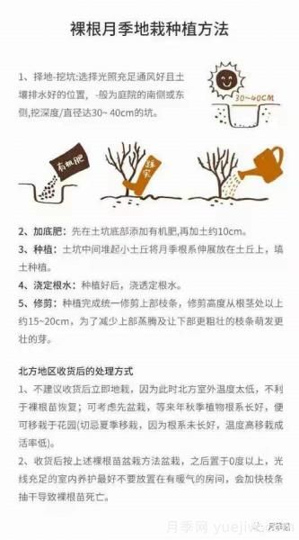 入手月季裸根苗正當(dāng)時(shí)，冬季栽種掌握4個(gè)關(guān)鍵點(diǎn)(圖5)