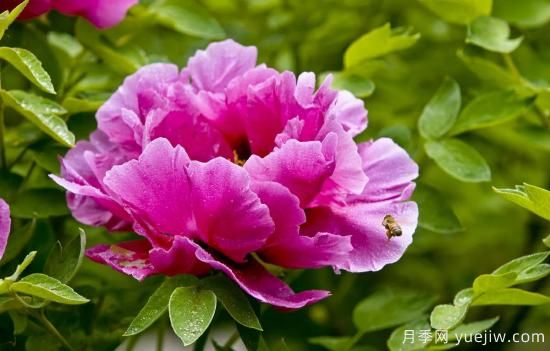 冬季養(yǎng)牡丹花，做好4步來(lái)年花開(kāi)滿盆(圖1)