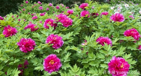 冬季養(yǎng)牡丹花，做好4步來(lái)年花開(kāi)滿盆(圖2)