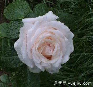 談?wù)勚袊录镜陌l(fā)展史，致敬中國的月季育種家前輩們！(圖61)