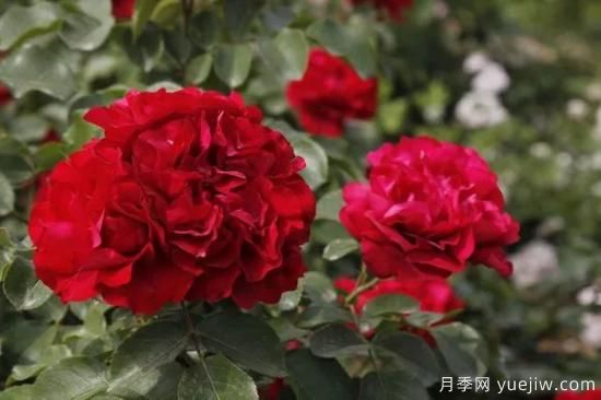 談?wù)勚袊录镜陌l(fā)展史，致敬中國的月季育種家前輩們！(圖62)