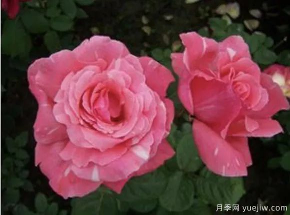 談?wù)勚袊录镜陌l(fā)展史，致敬中國的月季育種家前輩們！(圖63)