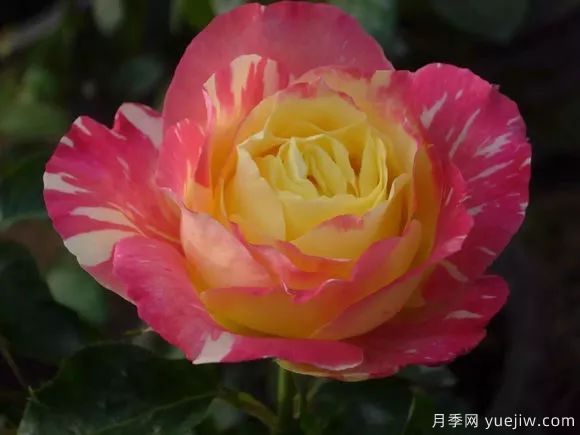 談?wù)勚袊录镜陌l(fā)展史，致敬中國的月季育種家前輩們！(圖66)