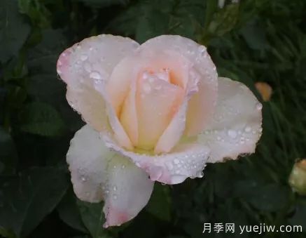 談?wù)勚袊录镜陌l(fā)展史，致敬中國的月季育種家前輩們！(圖64)