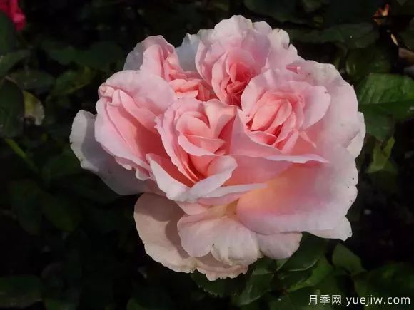 談?wù)勚袊录镜陌l(fā)展史，致敬中國的月季育種家前輩們！(圖65)