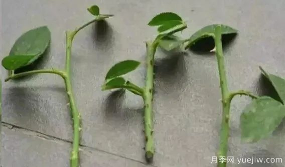為什么月季扦插總是黑桿？掌握必備要素就成功(圖3)