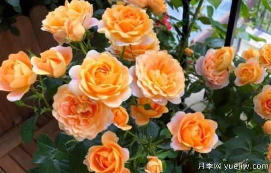 開花機(jī)器果汁陽臺月季，冬日盆栽做到開花旺盛(圖1)